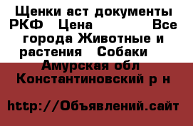 Щенки аст документы РКФ › Цена ­ 15 000 - Все города Животные и растения » Собаки   . Амурская обл.,Константиновский р-н